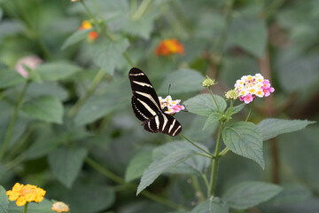 Butterfly on a flower. The zebra longwing butterfly or zebra heliconian, Heliconius charithonia, is unmistakable with its long narrow wings © LDC