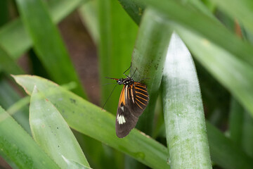 Heliconius melpomene, the postman butterfly, common postman or simply postman, is a brightly colored butterfly found throughout Central and South America.