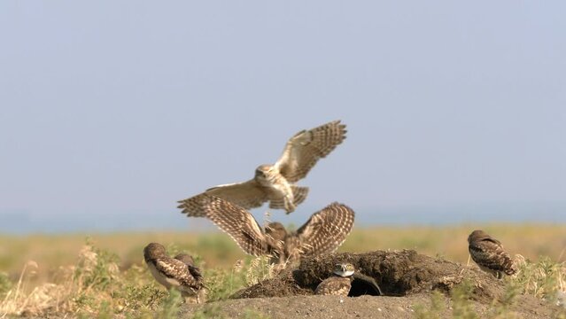 Burrowing owl at burrow