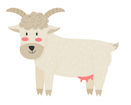 Cute goat vector flat illustration isolated on white background. Farm animal goat cartoon character