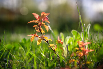 Wild flowers on a light red and green mixed background
