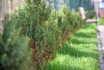 Skyrocket Junipers hedges as house green fence from street side