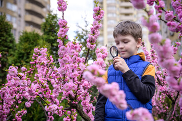 Little boy looking at flower through magnifier. Charming schoolboy exploring nature. Kid discovering spring cherry blossoms with magnifying glass. Young biologist, curious child outdoor activity