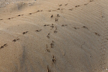 Footprints in the sand on the city beach.