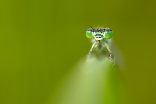 Portrait einer Kleinlibelle mit copy space