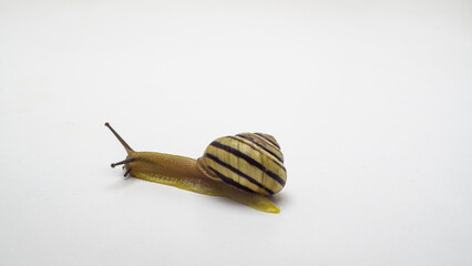 snail coil isolated on white background