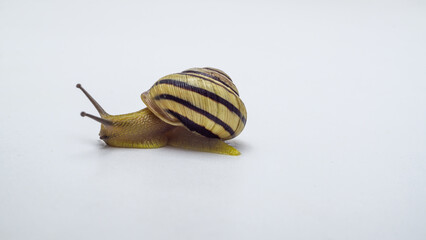 snail on a white background