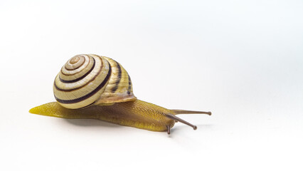 snail on a white