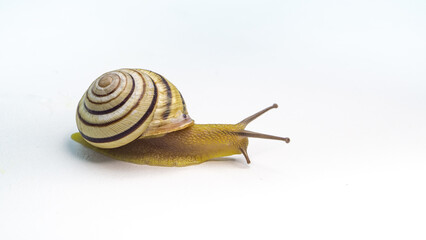 striped snail isolated on white