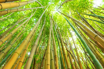 Bamboo green forest and thickets with the bright light of the sun, look at the top, eco texture.