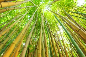 Foto op Canvas Bamboo green forest and thickets with the bright light of the sun, look at the top, eco texture. © aapsky