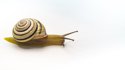 striped snail isolated on white background