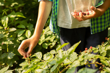 Teen girl (woman) collects (picks) red berries (raspberry, blackberry) from the bush in national...