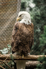 portrait of a bald eagle