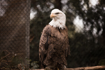 bald eagle sitting on a perch