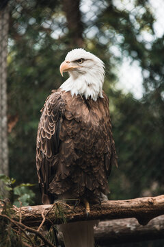Bald Eagle Sitting On A Perch