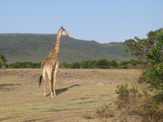 Giraffe in the Savannah