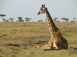 Giraffe in the Savannah