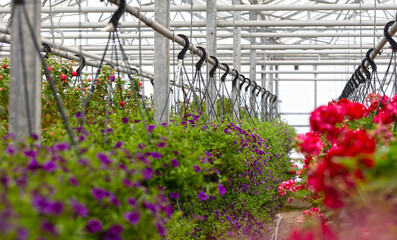 Bromeliad flower and Orchid nursery farm ornamental and flower green plant growing and hanging in the garden greenhouse under roof