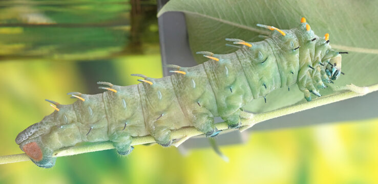 Big green caterpillar on a leaf