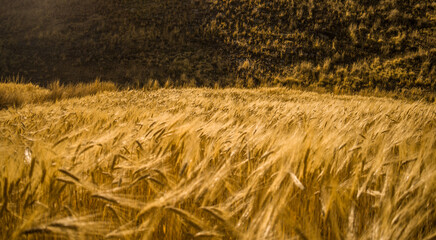 yellow wheat in the foreground with distant mountain in yanaoca, cusco, peru - obrazy, fototapety, plakaty