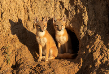 Swift-fox pups look curiously from their den - obrazy, fototapety, plakaty