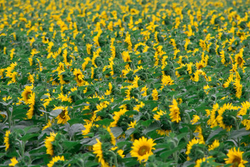 yellow sunflowers grow in the field