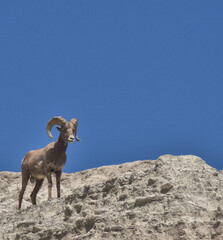 Obraz premium Big Horn Ram on a cliff in the Bad Lands of South Dakota
