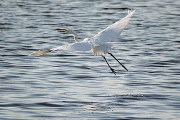 Stoff pro Meter Grote zilverreiger    Great Egret © Holland-PhotostockNL