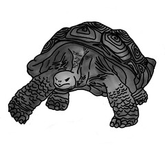 turtle illustration in pencil shading style