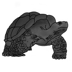 turtle illustration in pencil shading style