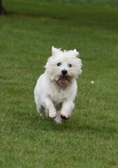Westie fun