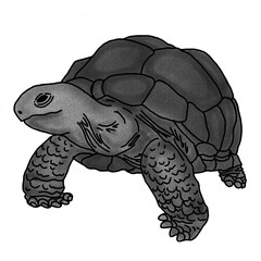 turtle illustration in pencil shading style