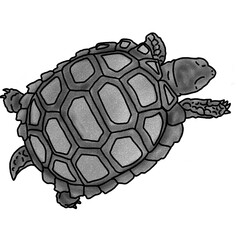 turtle illustration in pencil shading style