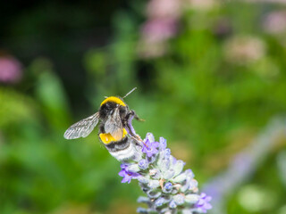 bumblebee 48