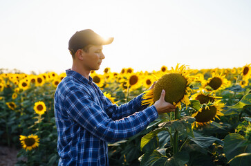 Farmer examining crop  in the sunflower field. Business, harvesting, organic gardening concept.