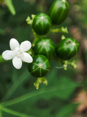 green peas growing in the garden