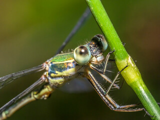 dragonfly 149