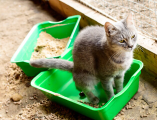 Cat shitting or pooping at cat's shelter. Cat - feces.
