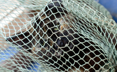 Poor cat in an Odessa city private shelter is playing with a net. Lost and abandoned cats due to war in Ukraine. Russian invasion effects. 