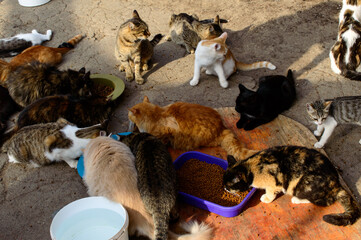 Poor cats in an Odessa city private shelter. Lost and abandoned cats due to war in Ukraine. Russian invasion effects. 