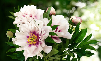 Bouquet of large white peonies isolated on a blurred garden background.