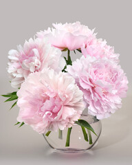 Bouquet of light pink peonies isolated on a gray. Close up.