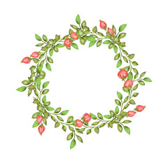 Fototapeta premium Watercolor illustration, round frame, green branch, eucalyptus sprig, algae, plant, grass frame, wreath