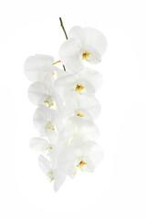 Beautiful White orchid isolated on white background