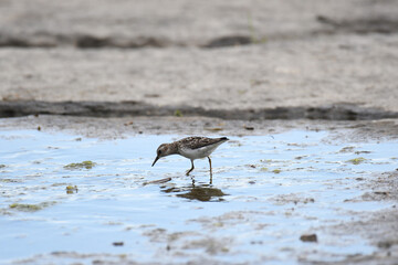 Lesser Yellowleg looking for crustacean in a marsh