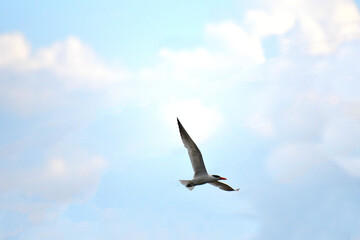 Caspian Tern in flight under a blue sky under a cloudy sky