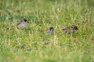 Baby sparrow on the grass