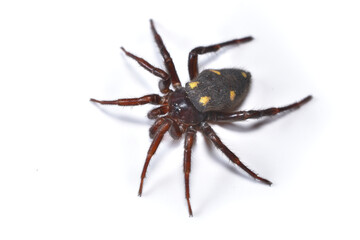 Closeup picture of a female of the Mediterranean disc web spider Uroctea durandi (Araneae: Oecobiidae), a yellow and black spider from France photographed on white background.