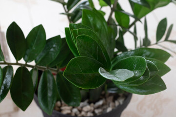 green leafed plant in black pot